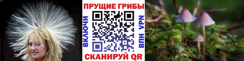 Псилоцибиновые грибы MAGIC MUSHROOMS  наркошоп  Бердск 